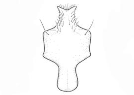   Anthidium duomarginatum  male, diagram showing ventral view of eighth sternum (S8), diagram from Gonzalez and Griswold 2013 
